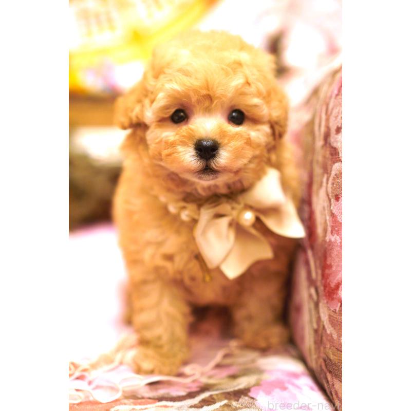 販売中の大阪府のタイニープードル-435172の4枚目