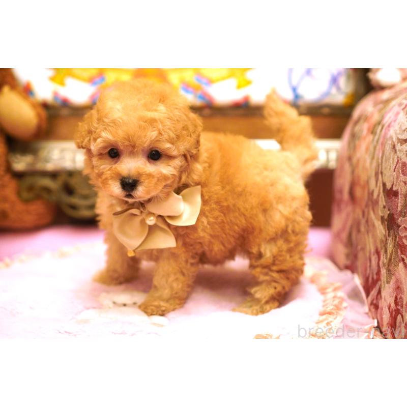 販売中の大阪府のタイニープードル-435172の3枚目