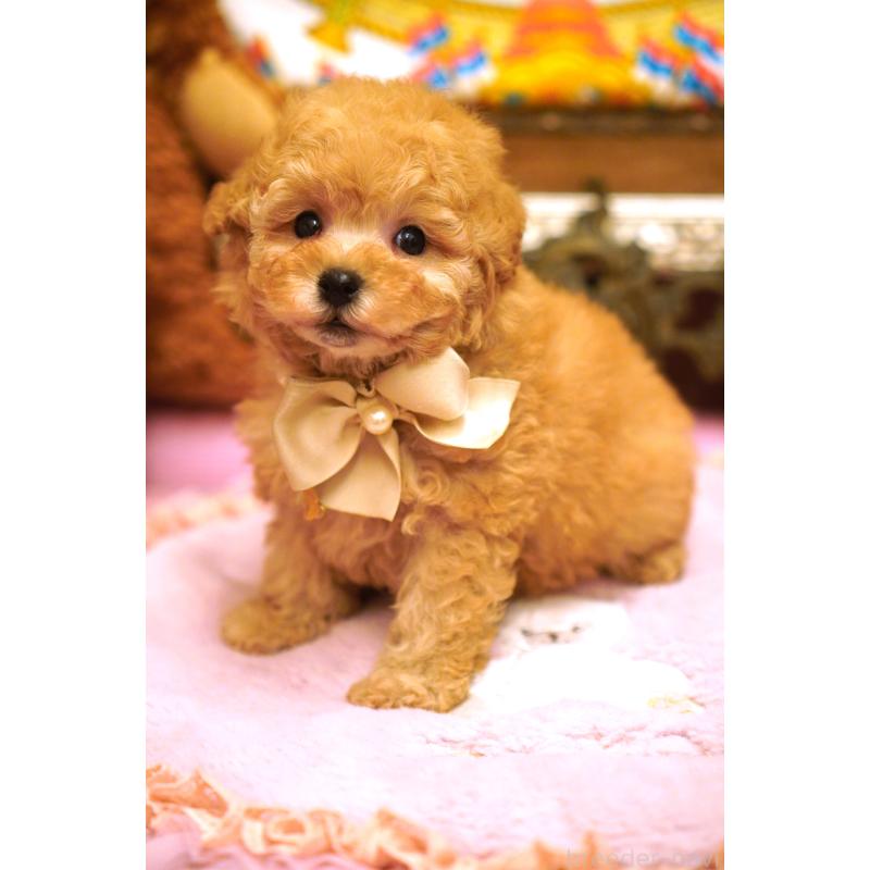 販売中の大阪府のタイニープードル-435172の2枚目