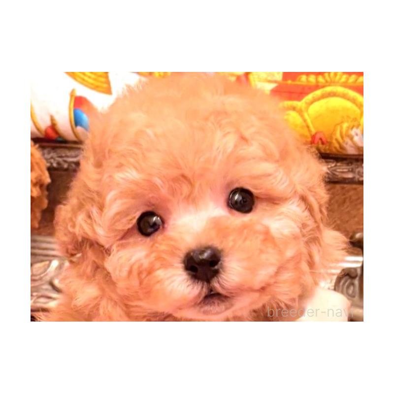 販売中の大阪府のタイニープードル-435172の1枚目