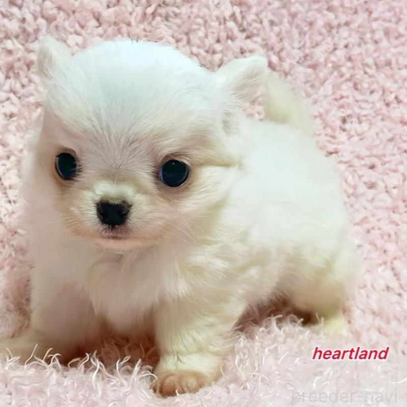 販売中の東京都のチワワ(ロングコート)-435171