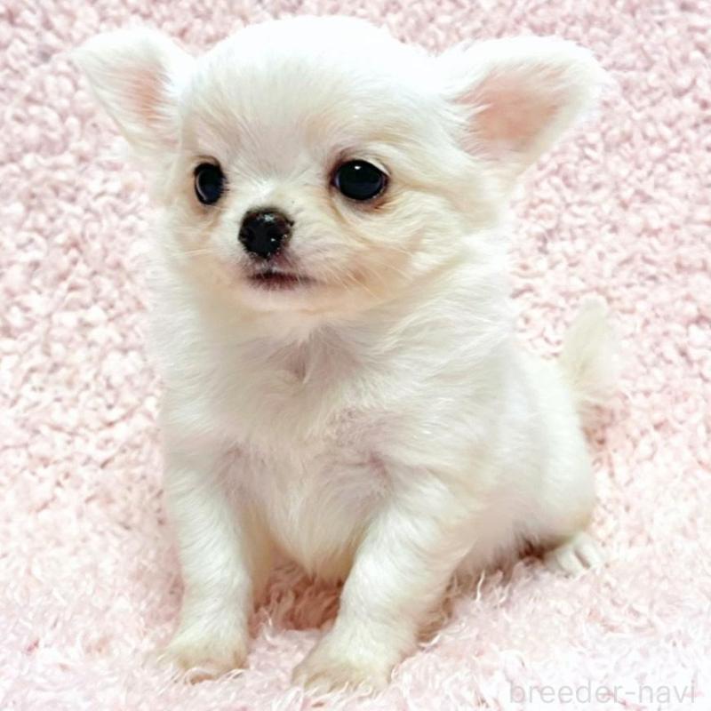 販売中の東京都のチワワ(ロングコート)-435173の1枚目