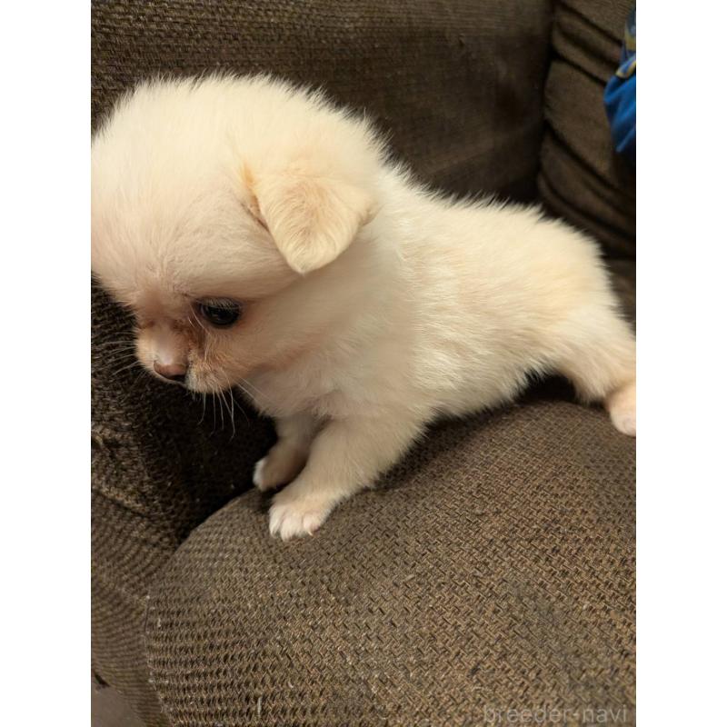 販売中の大阪府のポメチワ:ポメラニアン×チワワ-435174の3枚目