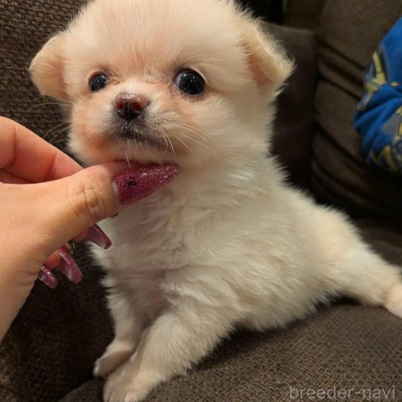 販売中の大阪府のポメチワ:ポメラニアン×チワワ-435174の1枚目