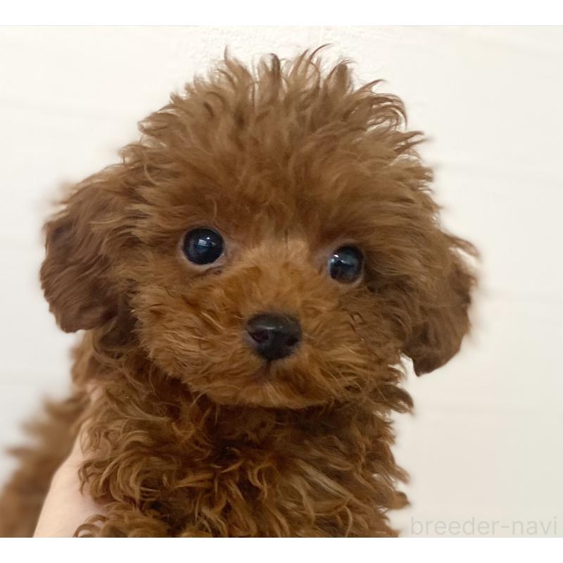 成約済の静岡県のティーカッププードル-434311の2枚目