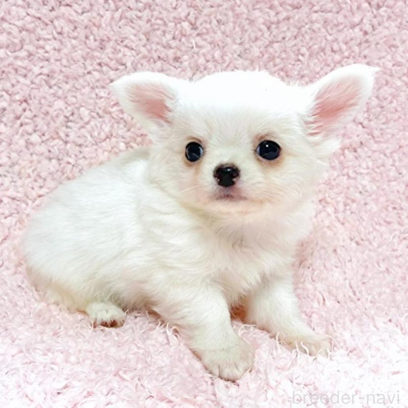 販売中の東京都のチワワ(ロングコート)-435175