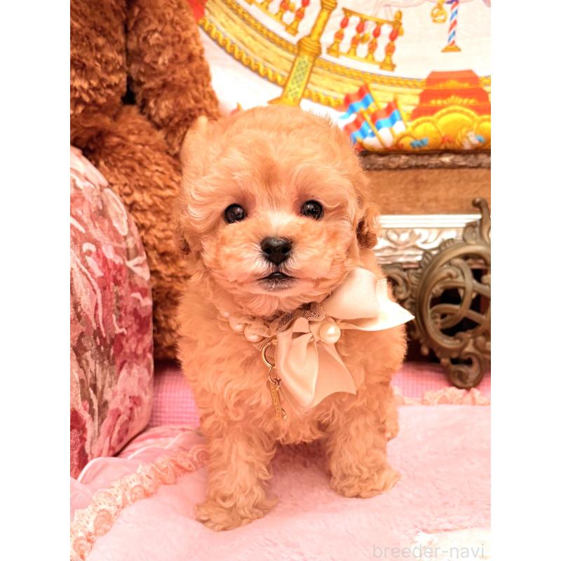 販売中の大阪府のタイニープードル-435176の15枚目