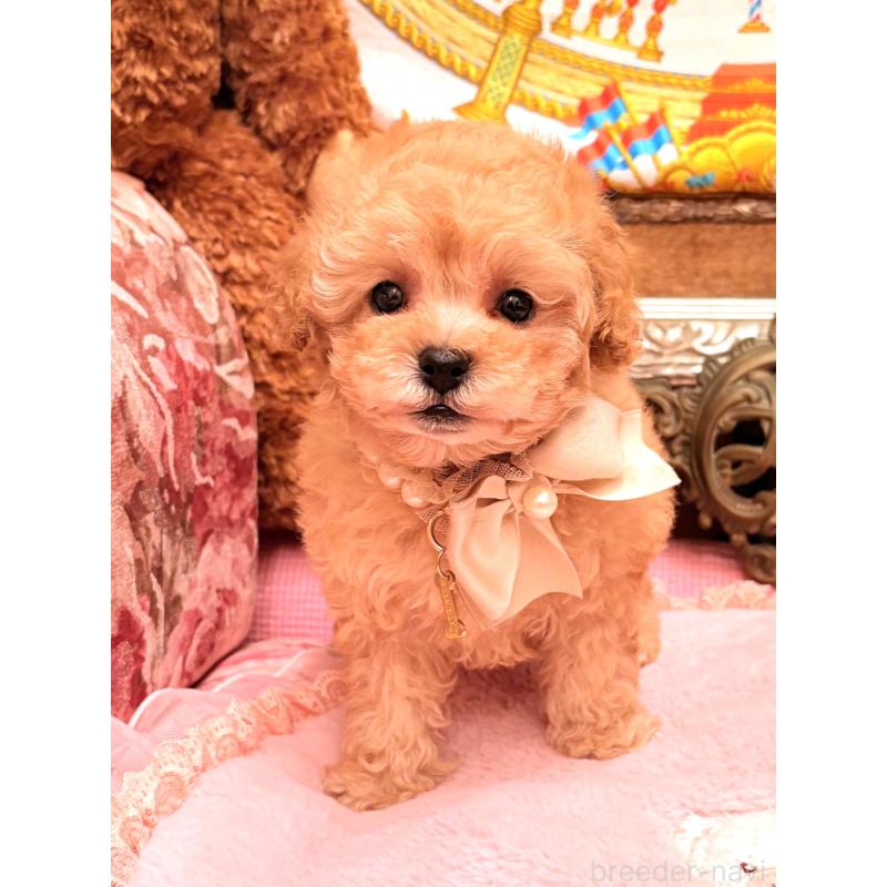 販売中の大阪府のタイニープードル-435176の14枚目