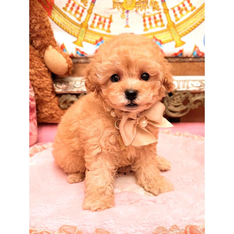 販売中の大阪府のタイニープードル-435176の13枚目