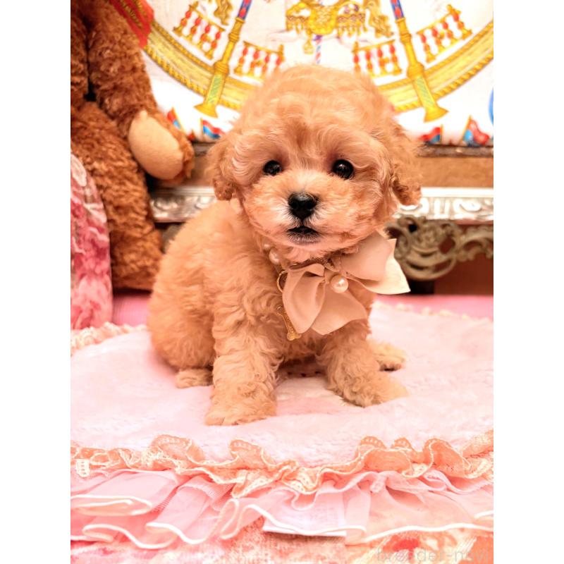 販売中の大阪府のタイニープードル-435176の12枚目