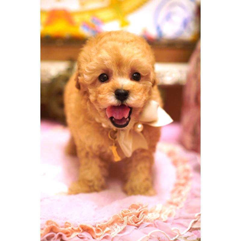 販売中の大阪府のタイニープードル-435176の10枚目