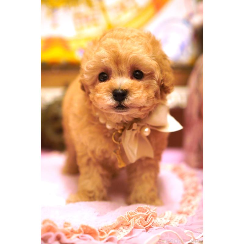販売中の大阪府のタイニープードル-435176の9枚目