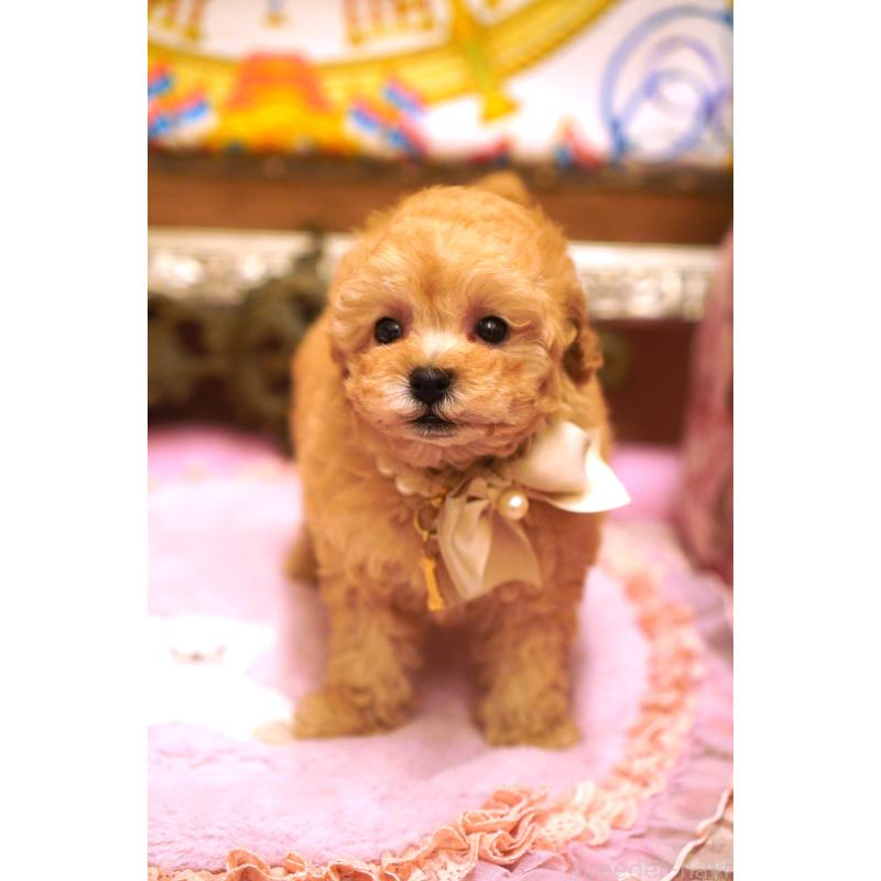 販売中の大阪府のタイニープードル-435176の7枚目