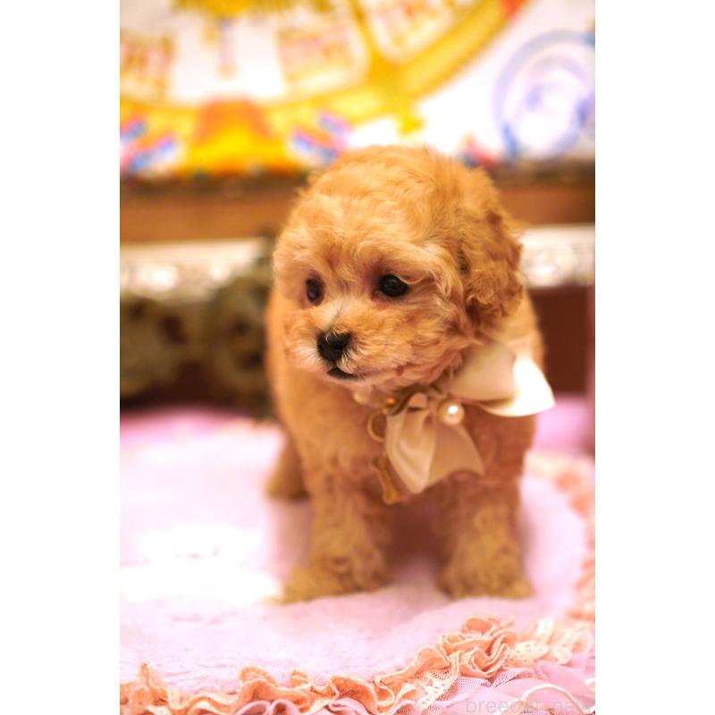 販売中の大阪府のタイニープードル-435176の5枚目