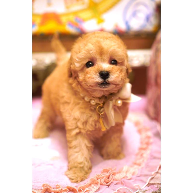 販売中の大阪府のタイニープードル-435176の4枚目