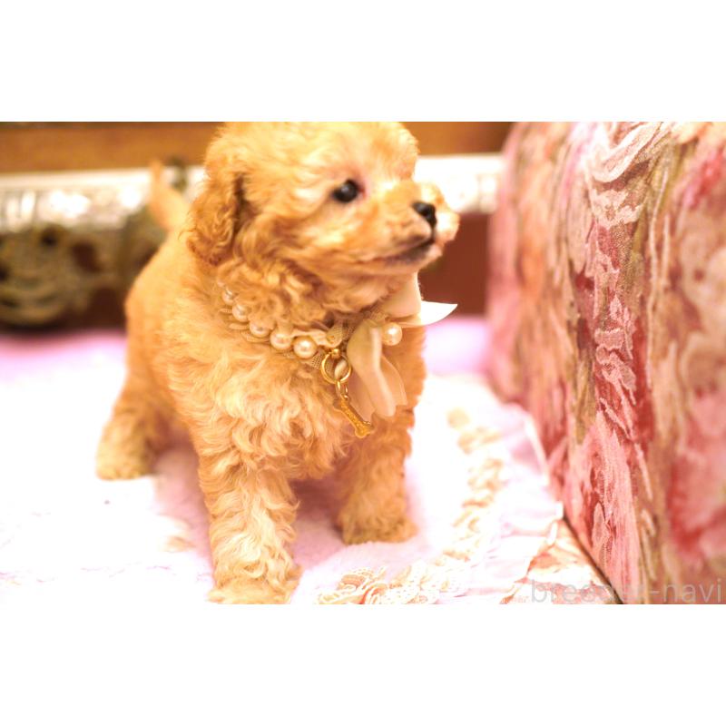 販売中の大阪府のタイニープードル-435176の3枚目