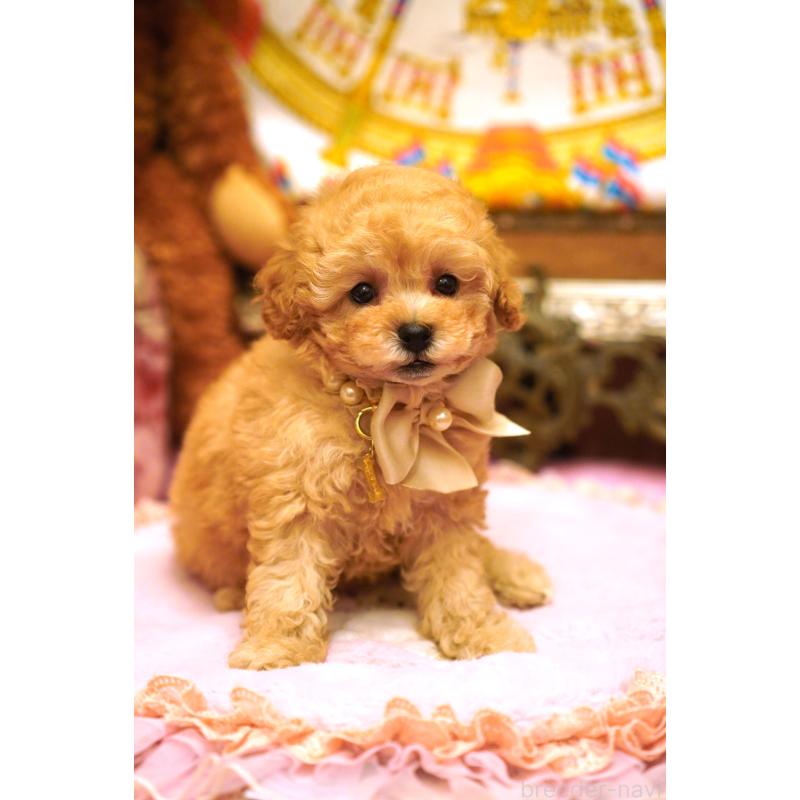 販売中の大阪府のタイニープードル-435176の2枚目