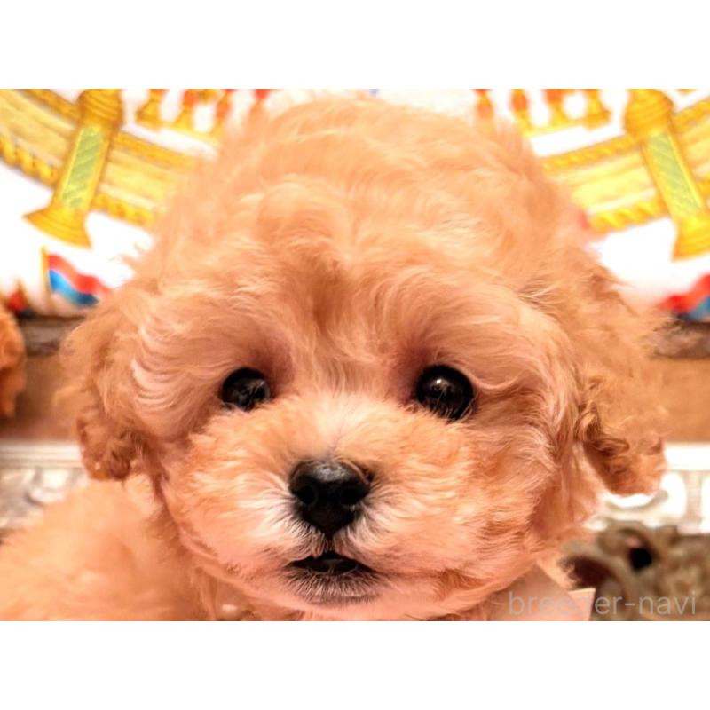 販売中の大阪府のタイニープードル-435176