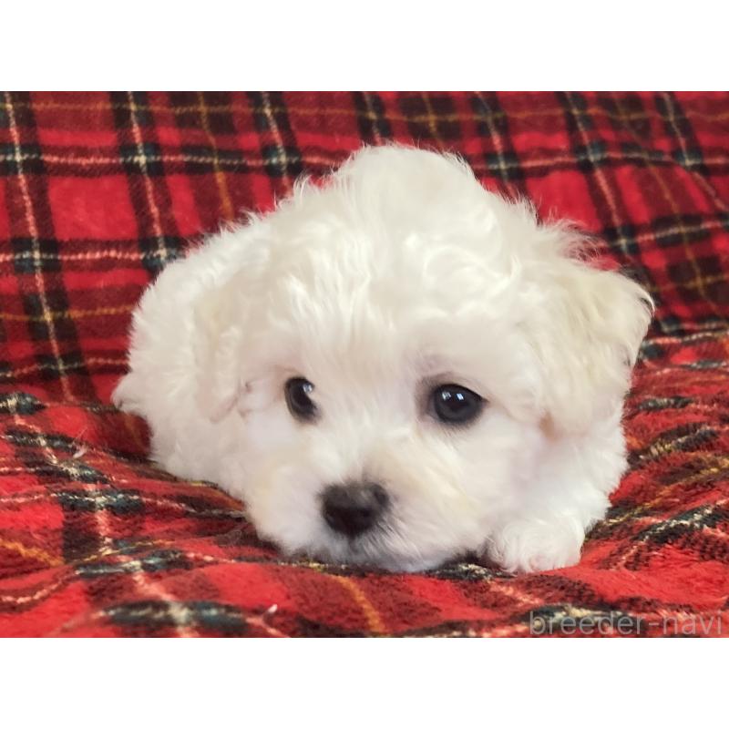 販売中の東京都のビションフリーゼ-435177の3枚目