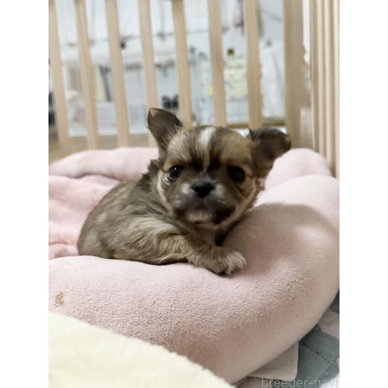 販売中の福岡県のチワワ(ロングコート)-435178の9枚目