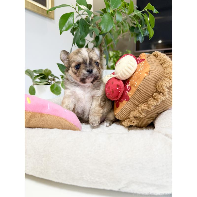 販売中の福岡県のチワワ(ロングコート)-435178の7枚目