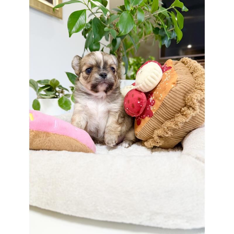 販売中の福岡県のチワワ(ロングコート)-435178の6枚目