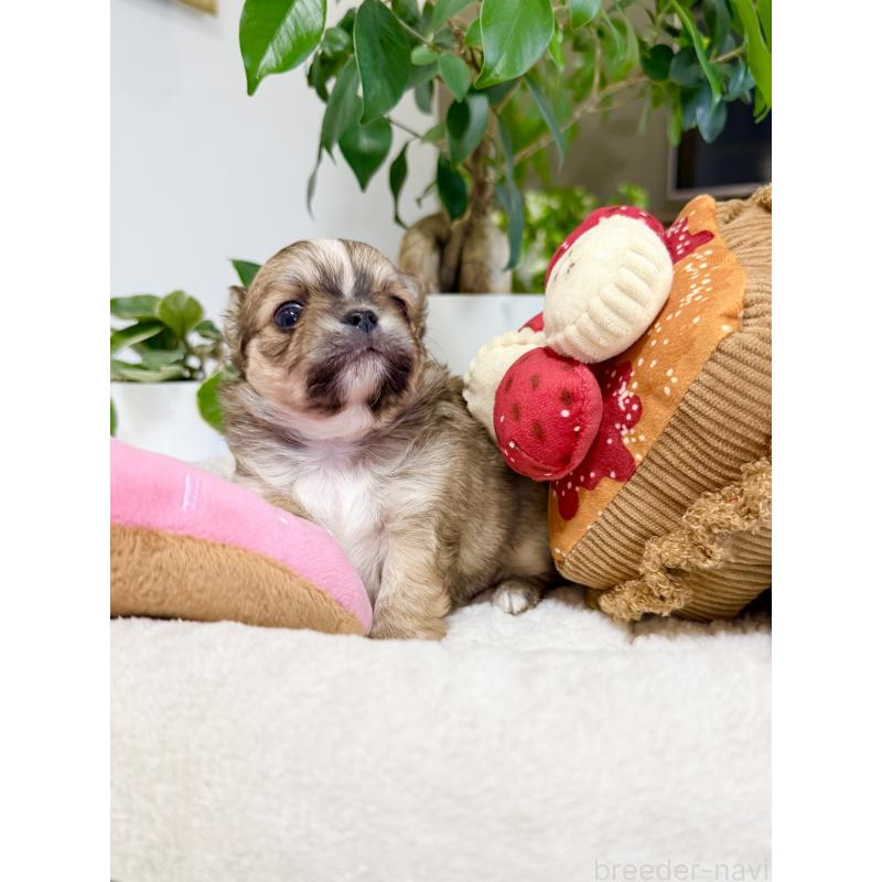 販売中の福岡県のチワワ(ロングコート)-435178の5枚目