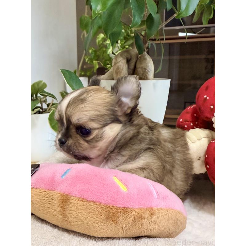 販売中の福岡県のチワワ(ロングコート)-435178の4枚目