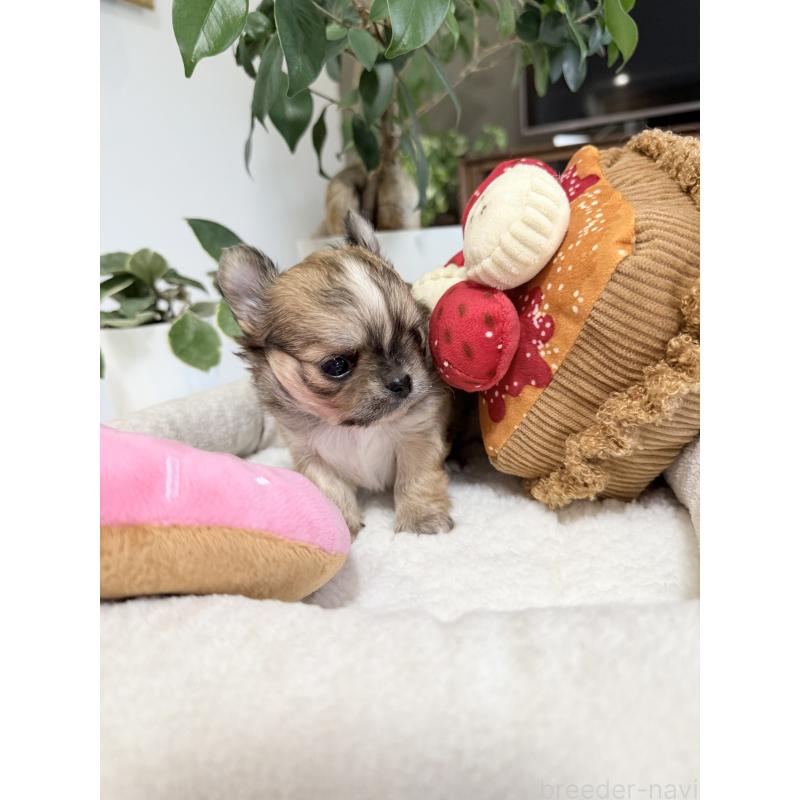 販売中の福岡県のチワワ(ロングコート)-435178の3枚目