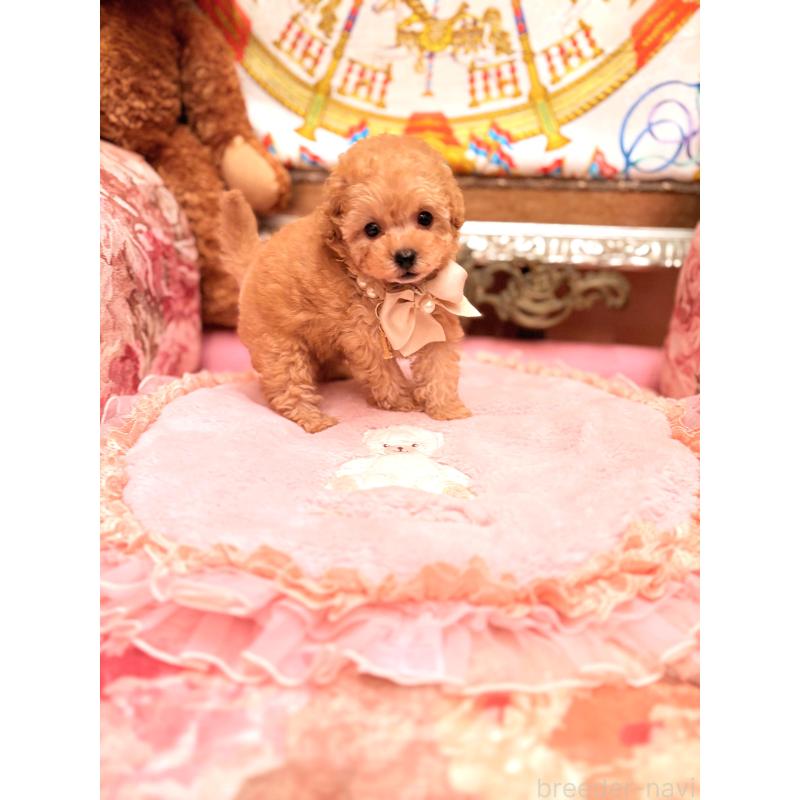 販売中の大阪府のティーカッププードル-435179の14枚目