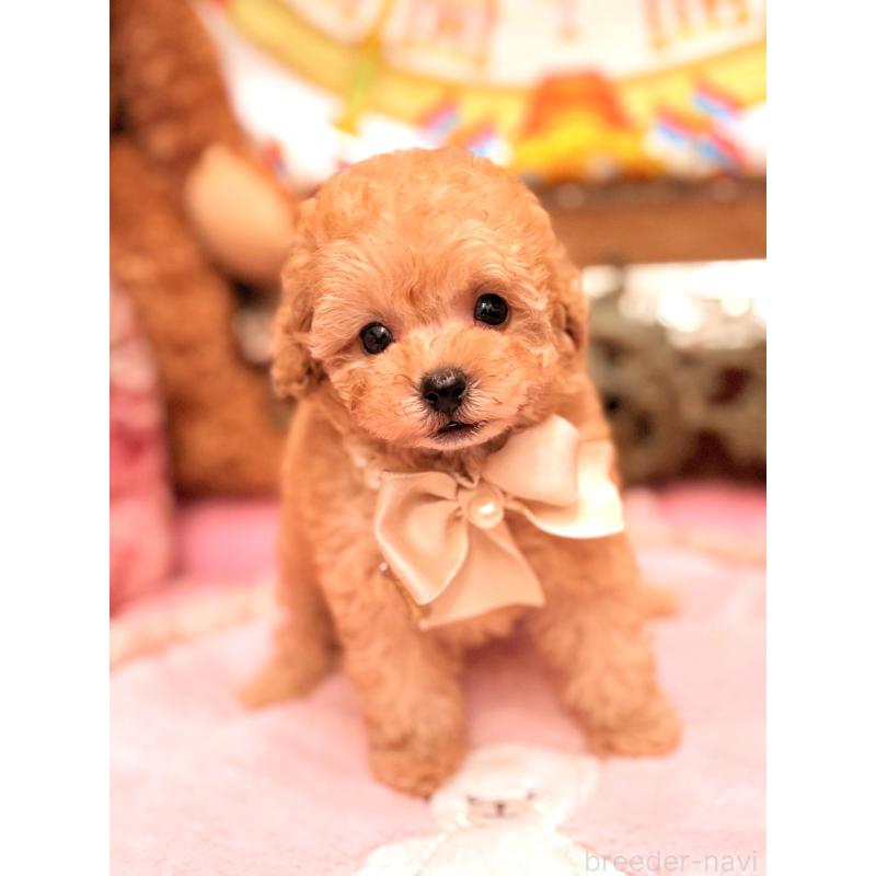 販売中の大阪府のティーカッププードル-435179の13枚目