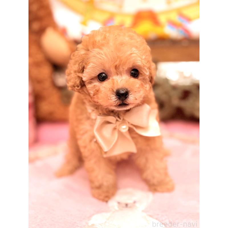 販売中の大阪府のティーカッププードル-435179の12枚目