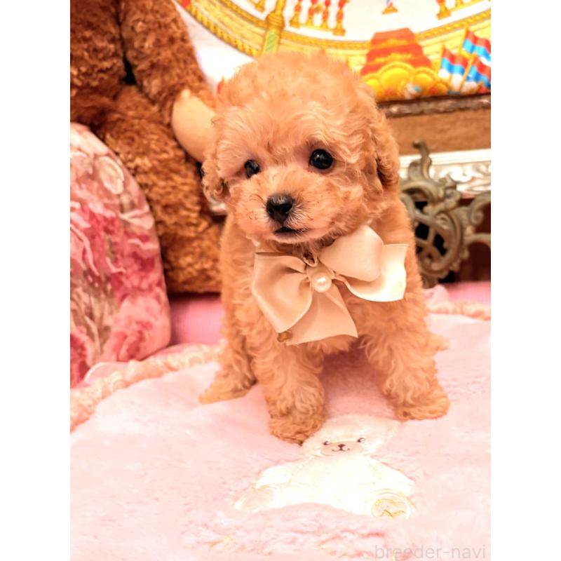 販売中の大阪府のティーカッププードル-435179の11枚目