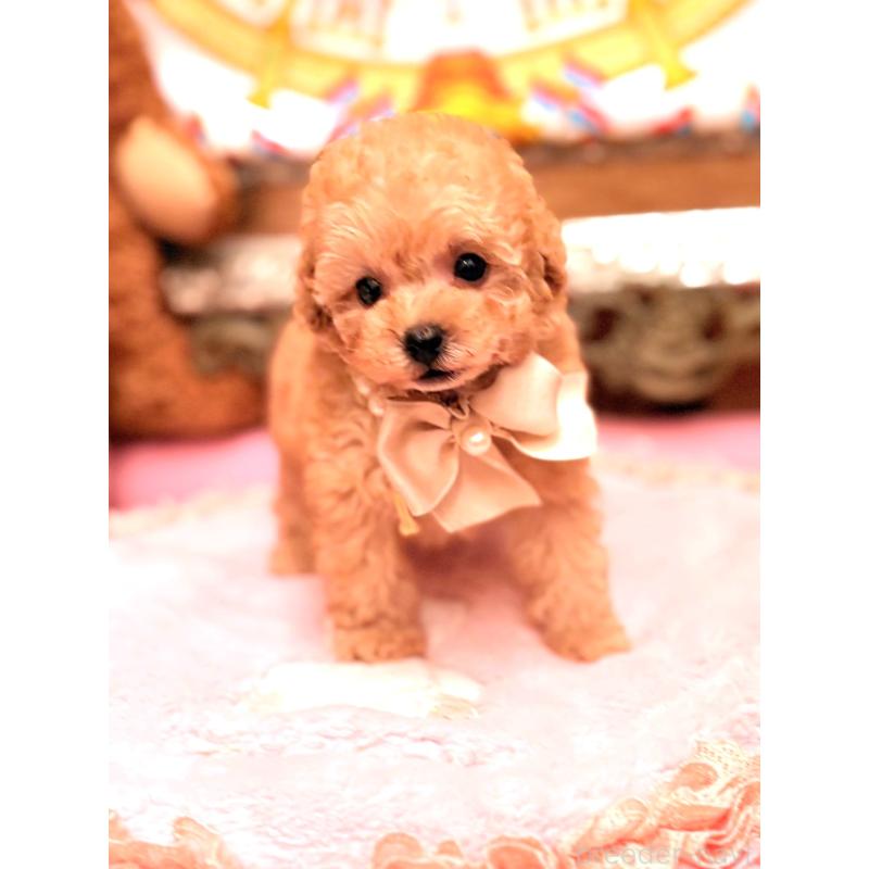 販売中の大阪府のティーカッププードル-435179の10枚目