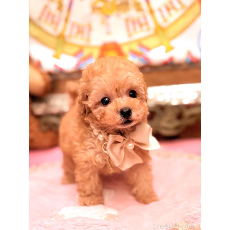 販売中の大阪府のティーカッププードル-435179の9枚目