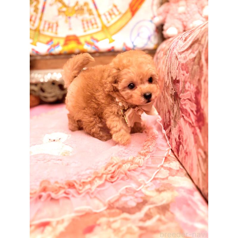 販売中の大阪府のティーカッププードル-435179の8枚目