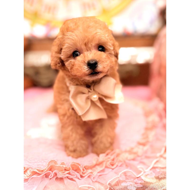 販売中の大阪府のティーカッププードル-435179の7枚目