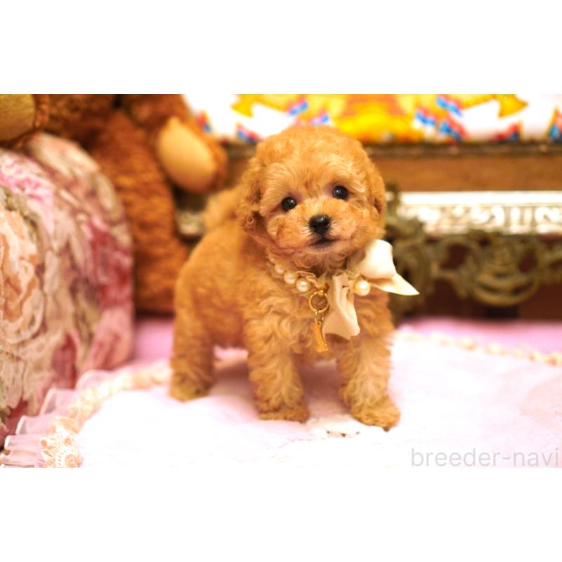 販売中の大阪府のティーカッププードル-435179の5枚目