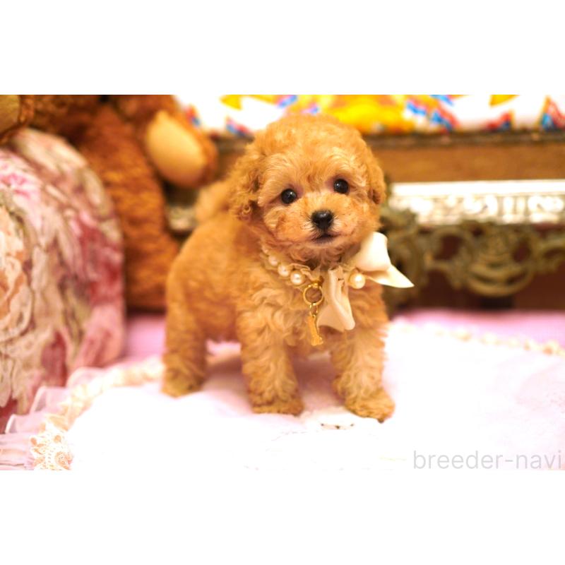 販売中の大阪府のティーカッププードル-435179の4枚目