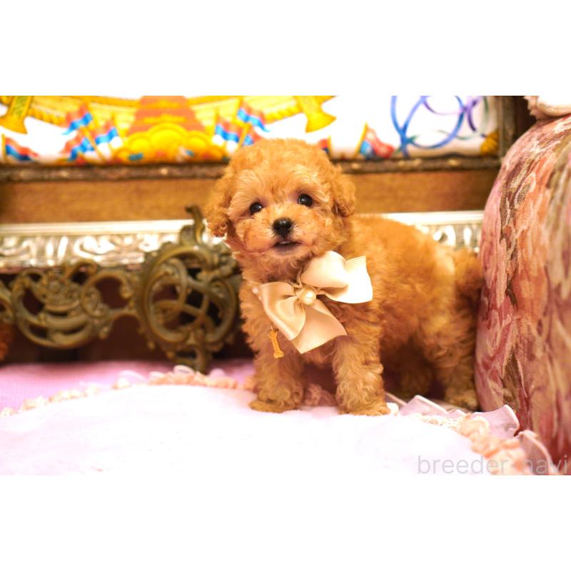 販売中の大阪府のティーカッププードル-435179の3枚目