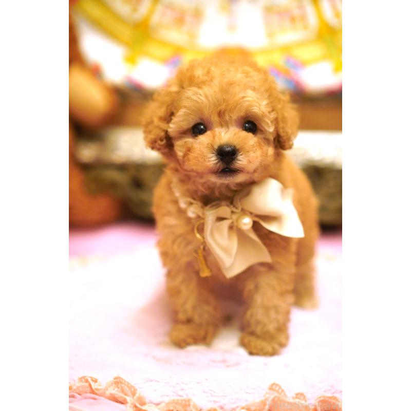 販売中の大阪府のティーカッププードル-435179の2枚目