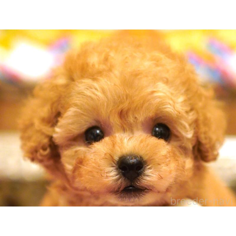 販売中の大阪府のティーカッププードル-435179