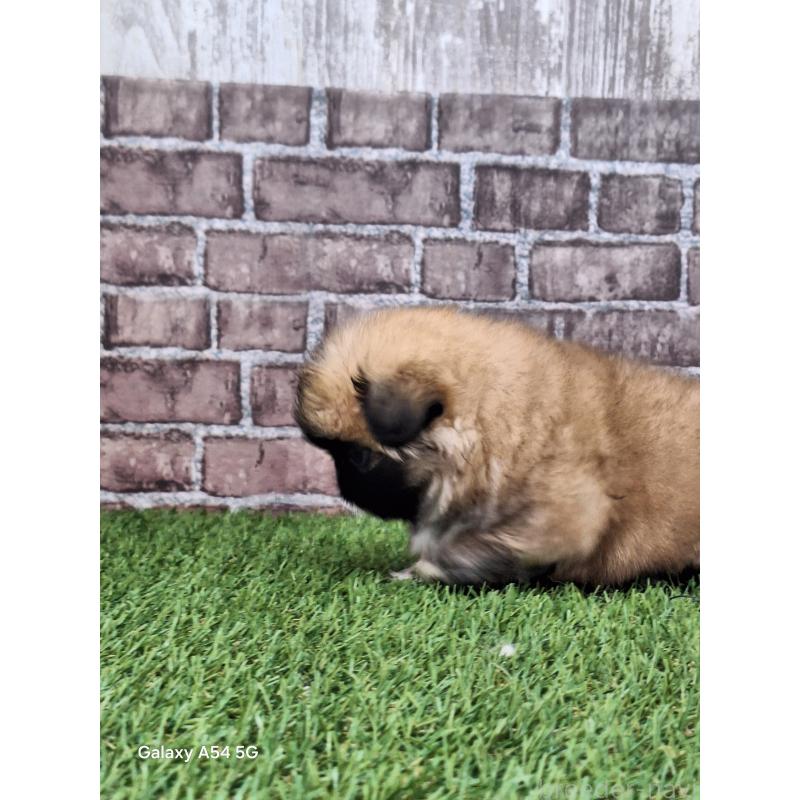 販売中の三重県のペキニーズ-435181の2枚目