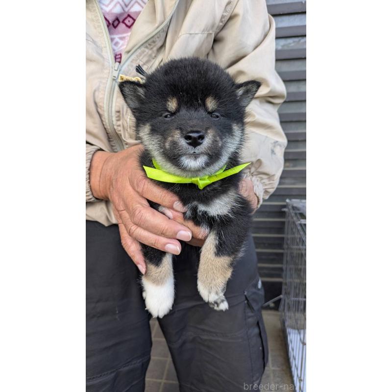 販売中の三重県の柴犬-426898の1枚目