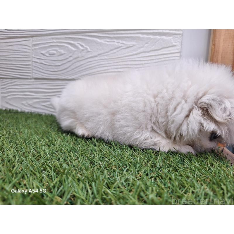 販売中の三重県のペキニーズ-435182の4枚目