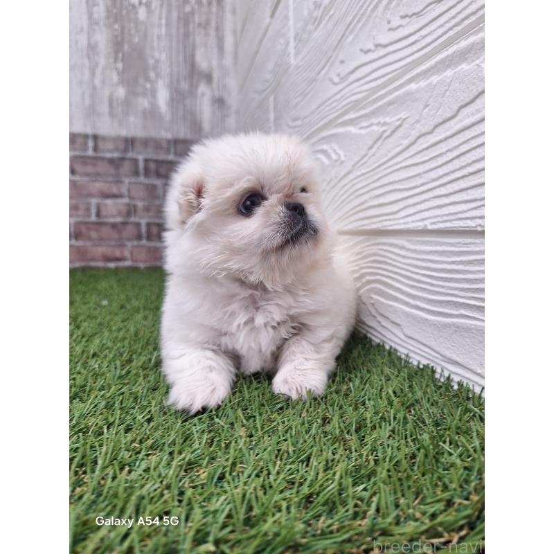 販売中の三重県のペキニーズ-435182の3枚目