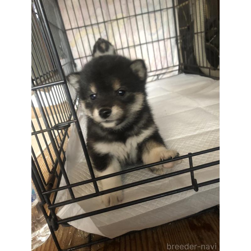 成約済の三重県の柴犬-426899の1枚目