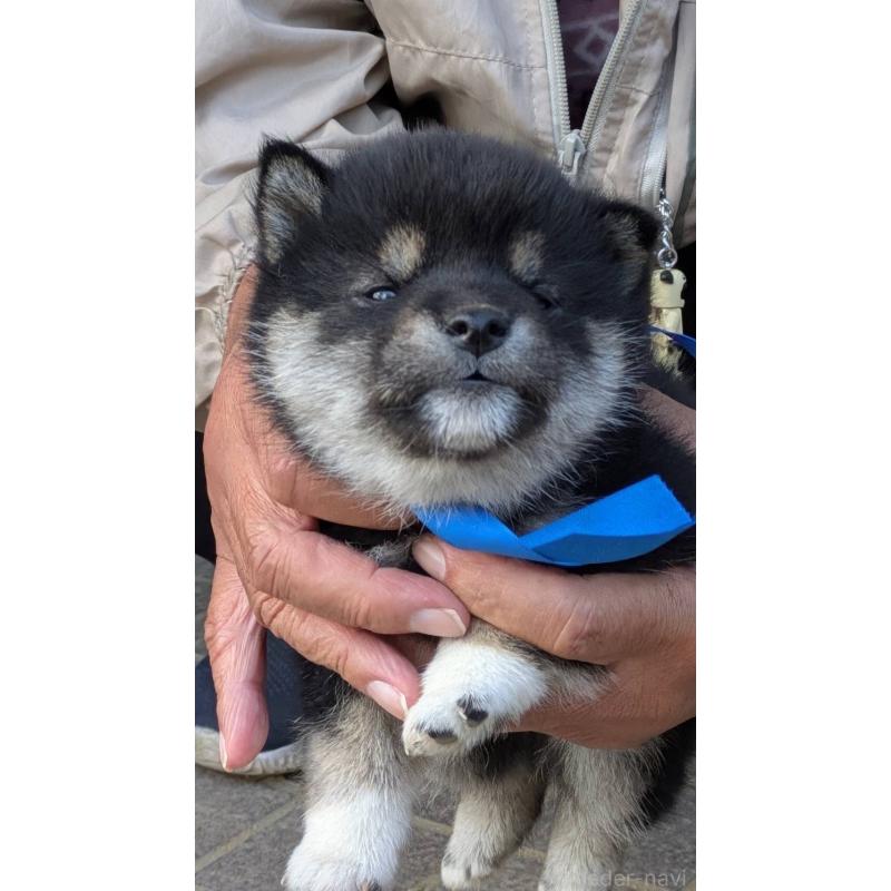 販売中の三重県の柴犬-426900