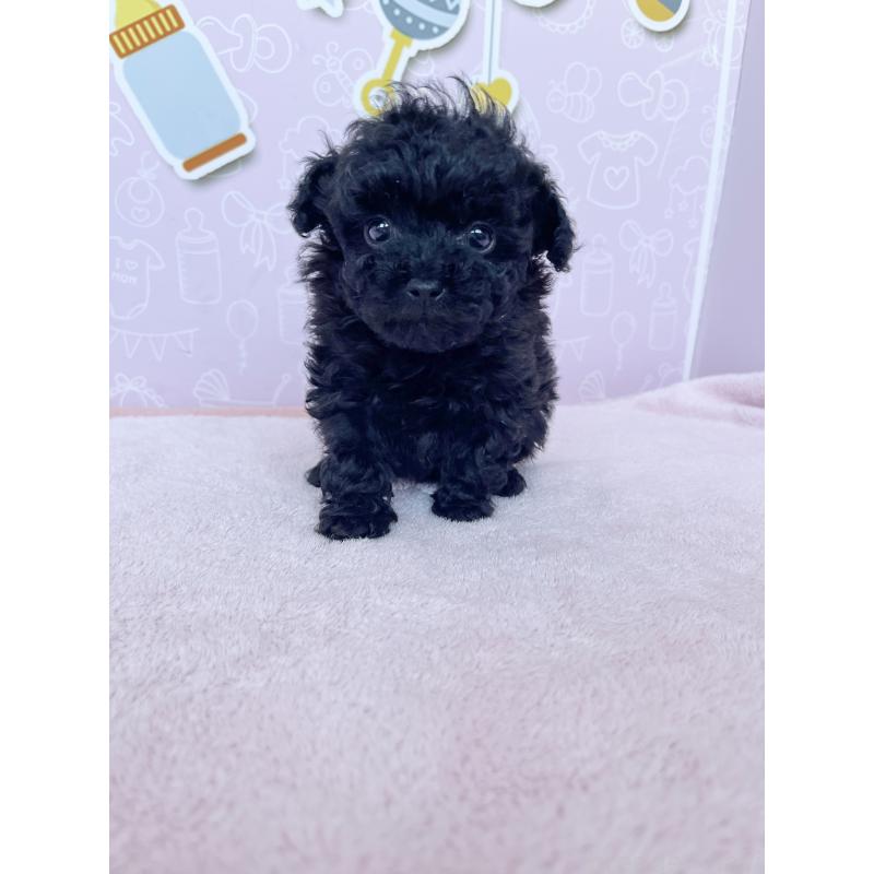 成約済の東京都のトイプードル-431255の6枚目