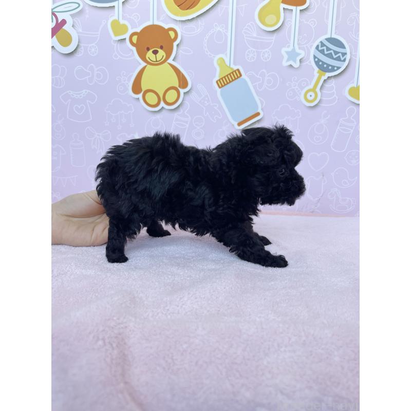 成約済の東京都のトイプードル-431255の5枚目